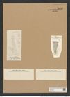 Coscinodiscus asteromphalus var. pabellanicus Grun. (de-Toni-Nr.: Genus 202, Species 5036) Zeichnungen Sammlung Grunow Nr. 8782 (NHMW-BOT-W0378379)
